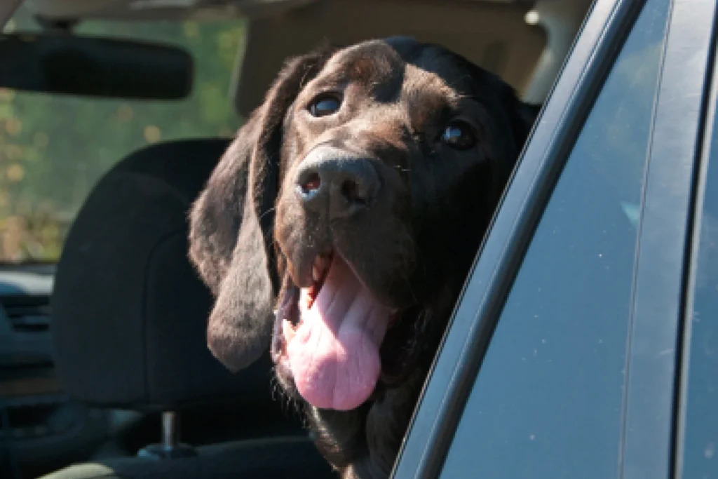 Subaru Forester Dog Safety Belt for Bloodhounds