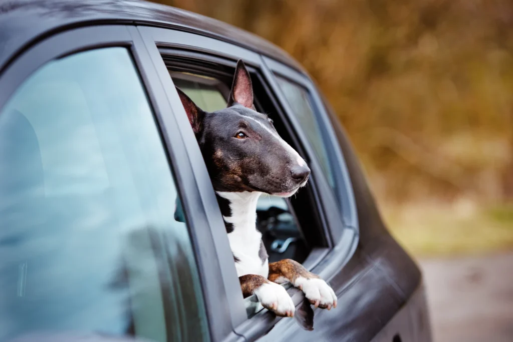 Subaru Outback Dog Car Seat for Bull Terriers