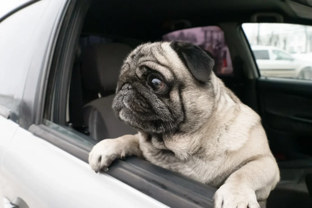 Kia Rio Dog Carrier Car Seat for Pug